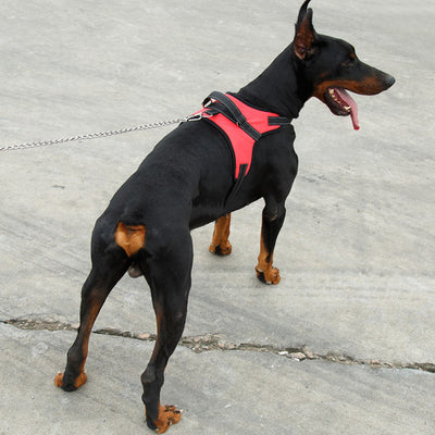 Blue and black mesh dog harness with adjustable straps, a D-ring for leash attachment, and a quick-release buckle. - Image 4