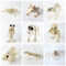 Cráneo Animal de Plástico - Réplica Esqueleto Decorativo