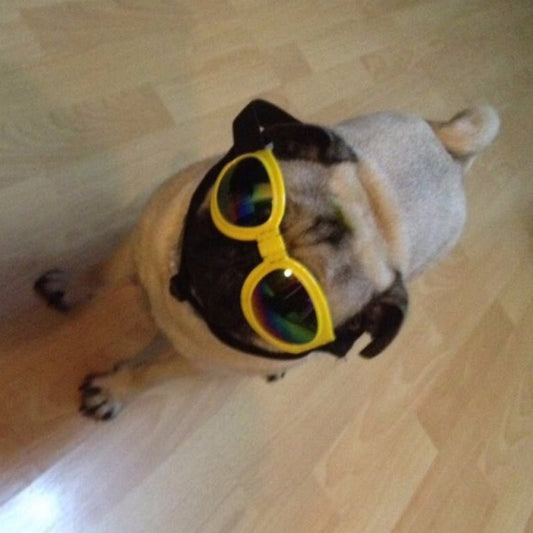 Gafas de Sol Plegables para Perros Medianos - Protección UV Impermeable - Image 2