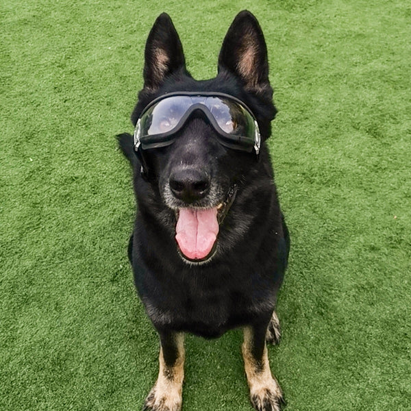 Gafas de Sol Grandes para Perros