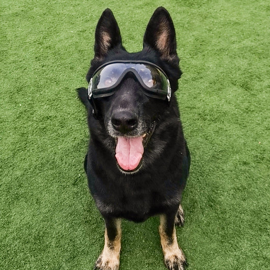 Gafas de Sol Grandes para Perros - Image 2