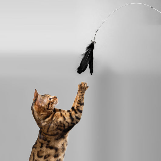 Juguete Interactivo Extensible para Gatos con Campana y Pluma Removible - Image 5