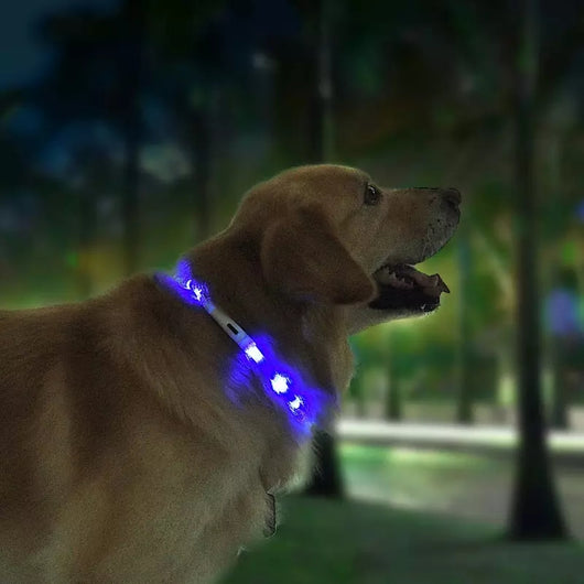 Collar Luminoso Antiextravío para Perros - Collar Inteligente LED - Image 4