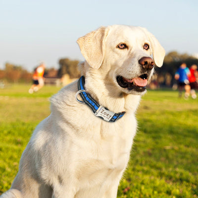Collar Antipérdida de Aleación Metálica para Mascotas - Image 10