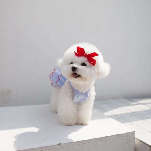 Vestido Princesa Ligero para Mascota - Colección Verano - Image 4