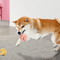 Pelota de Alivio Dental para Perros - Masticable Elástico