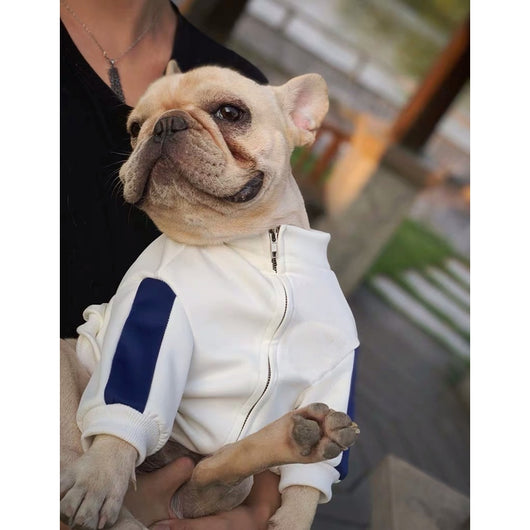 Ropa de Moda para Mascotas - Colecciones Exclusivas para Perros y Gatos - Image 3
