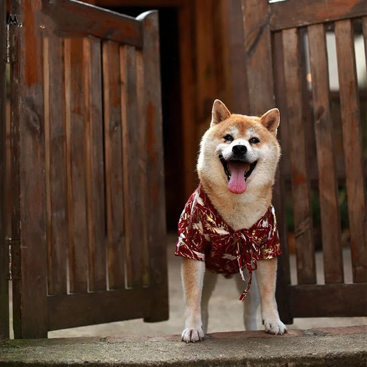 Kimono Japonés para Perros - Camiseta de Verano para Shiba Inu, Bulldog y Mascotas