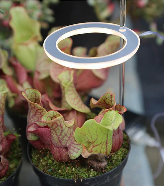 Lámpara LED de Espectro Completo para Plantas de Interior con USB - Image 4