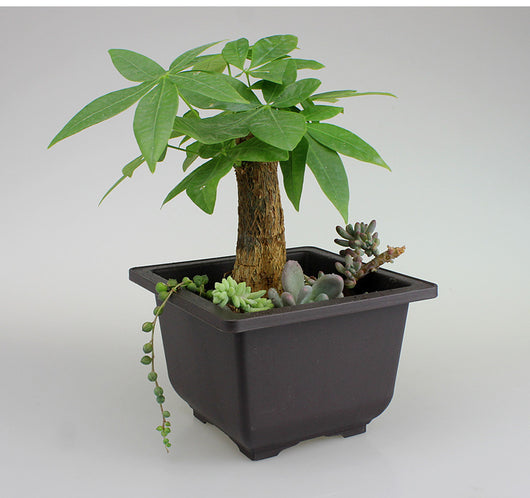 Maceta Plástica Vintage para Plantas y Jardín - Image 2