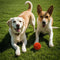Pelota Interactiva Saltadora para Perros