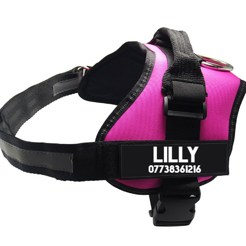 Arnés Pectoral para Perros con Correa de Paseo