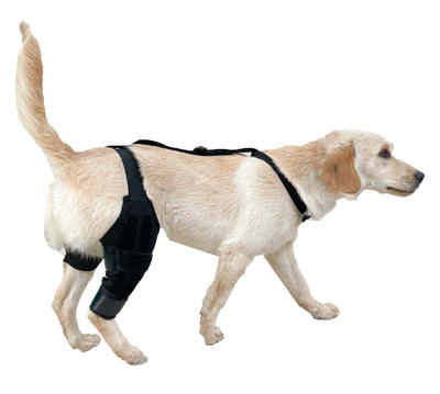 Refuerzo de Rodilla para Perros - Soporte para Patas Traseras - Image 11