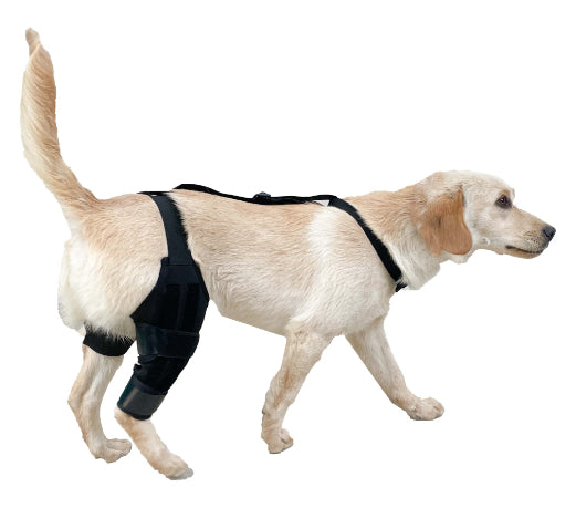 Refuerzo de Rodilla para Perros - Soporte para Patas Traseras - Image 11