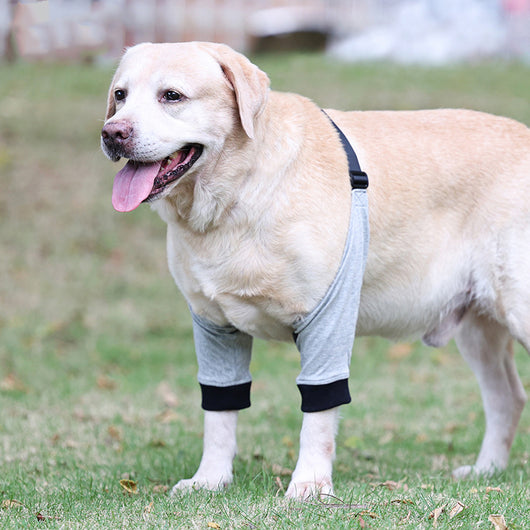 Protector de Patas Delanteras para Perros con Lesiones - Rodilleras de Algodón Transpirable - Image 11