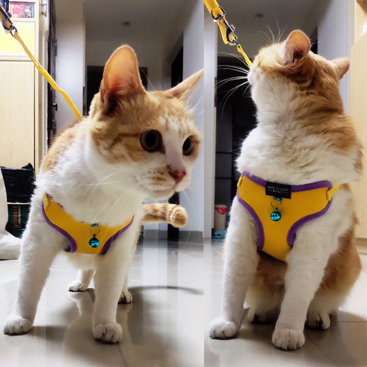 Chaleco Protector de Cuero y Malla Suave para Perros y Gatos - Image 24