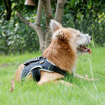 Arnés Reflectante para Mascotas - Image 2