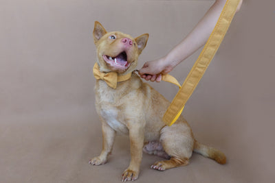 Collar Ajustable para Perro - Image 2