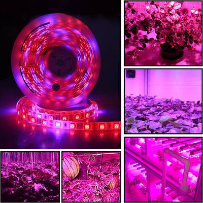 Barra LED de Crecimiento 5050 Luz Suave 5M para Plantas - Image 6