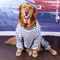 Ropa para Perros Medianos y Grandes - Abrigos Cómodos y Modernos
