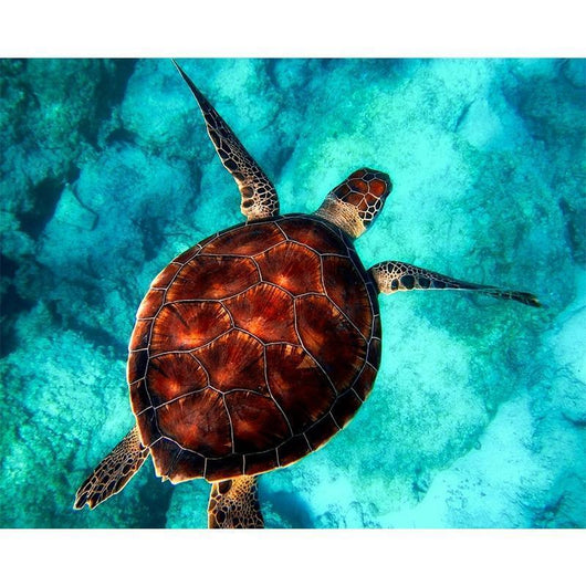 Cuadro de Diamantes 5D Tortuga en el Agua