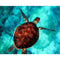 Cuadro de Diamantes 5D Tortuga en el Agua