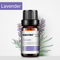 Lavanda