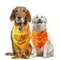 Toalla Absorbente para Mascotas Halloween