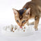 Comedero Cerámico Slow Food para Gatos
