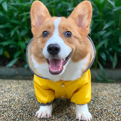 Impermeable para Perros de Cuatro Patas - Protección Waterproof - Image 3
