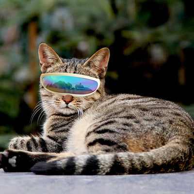 Gafas de Sol UV para Mascotas - Protección Ocular Canina - Image 6