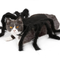 Fantasia de Aranha Assustadora para Pets - Traje Interativo para Cães e Gatos