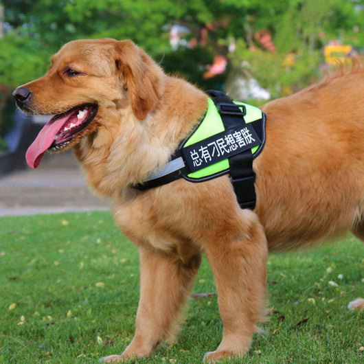 Arnés Pectoral para Perros con Correa de Paseo - Image 8