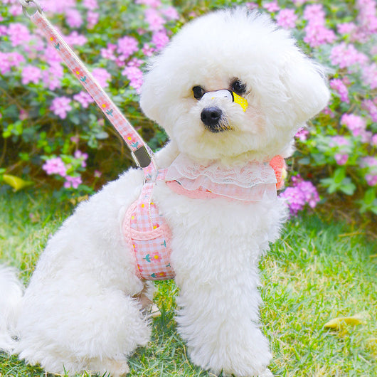 Chaleco de Paseo con Correa para Perros Pequeños - Image 2