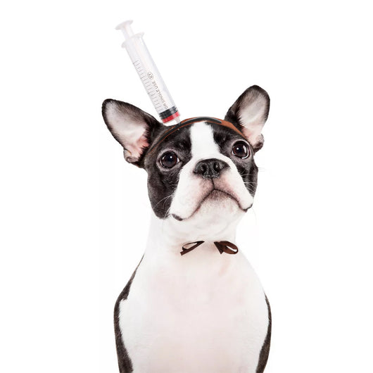 Diademas y Tocados para Mascotas - Accesorios Halloween para Perros y Gatos - Image 17