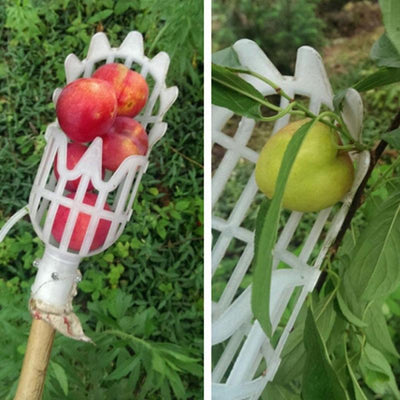 Recolector de Frutas para Alturas - Image 5