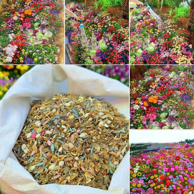 Semillas de Flores Silvestres Resistentes al Frío y Sequía con Acebo Púrpura - Image 9
