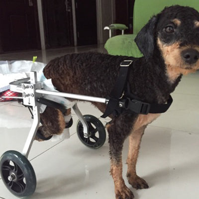 Silla de Ruedas para Perros - Completamente Ajustable - Image 5