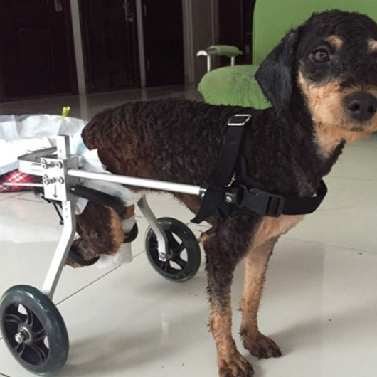 Silla de Ruedas para Perros - Completamente Ajustable - Image 5