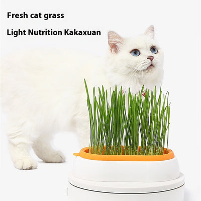 Maceta Hidropónica sin Tierra para Cultivo de Pasto de Gato - Image 3