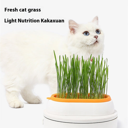 Maceta Hidropónica sin Tierra para Cultivo de Pasto de Gato - Image 3