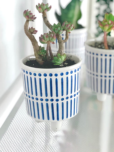 Maceta Decorativa Pintada a Mano con Cactus y Suculentas - Diseño Artístico - Image 2