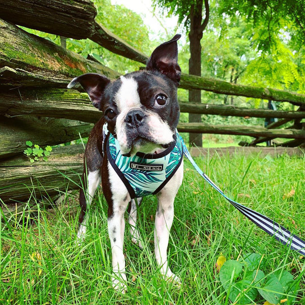 Arnés de Seguridad para Perros Pequeños