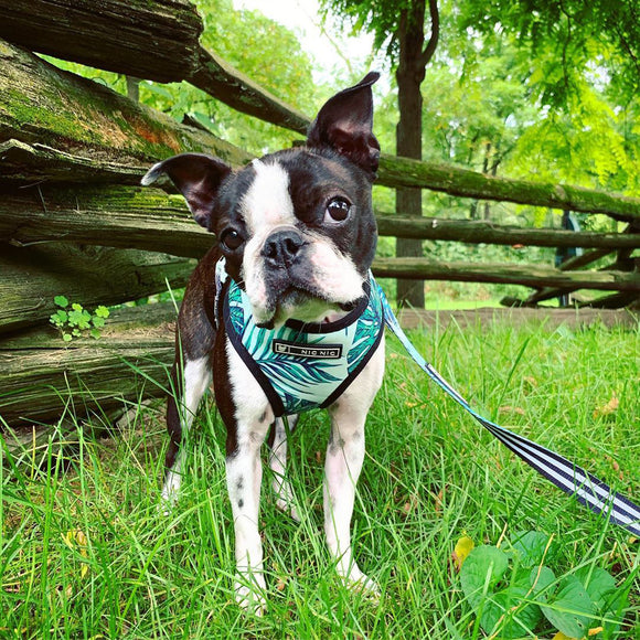 Arnés de Seguridad para Perros Pequeños