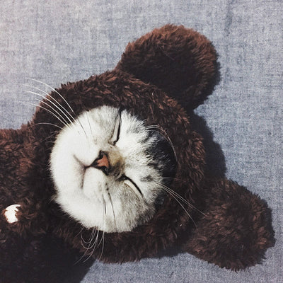 Ropa para Gatos y Gatitos - Diseños Divertidos y Adorables - Image 17