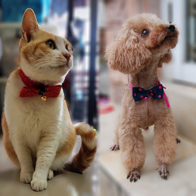 Moños y Accesorios para Mascotas - Image 26