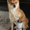 Electric Pet Paw Cleaners