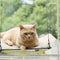 Hamaca de Cristal para Gatos - Cama Colgante con Ventosas Súper Adherentes