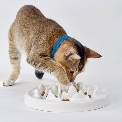Comedero Cerámico Slow Food para Gatos - Image 4