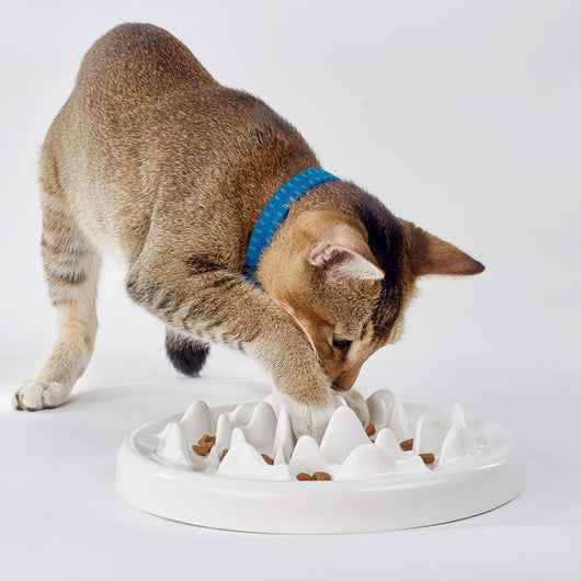 Comedero Cerámico Slow Food para Gatos - Image 4